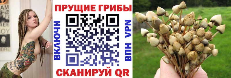 Псилоцибиновые грибы Psilocybe  Боровичи 